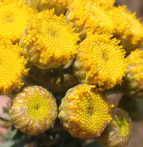 Gold Sheepdaisy (Phymaspermum athanasioides)