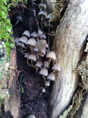 Fungi