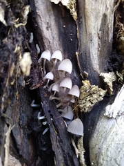 Fungi