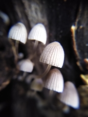 Fungi