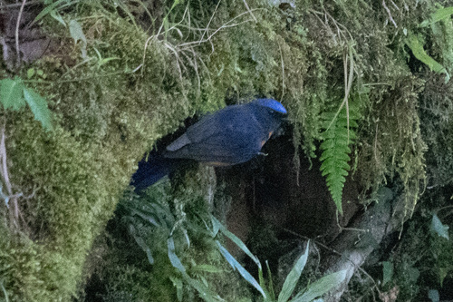 Taiwan Vivid Niltava (Niltava vivida), photo 10