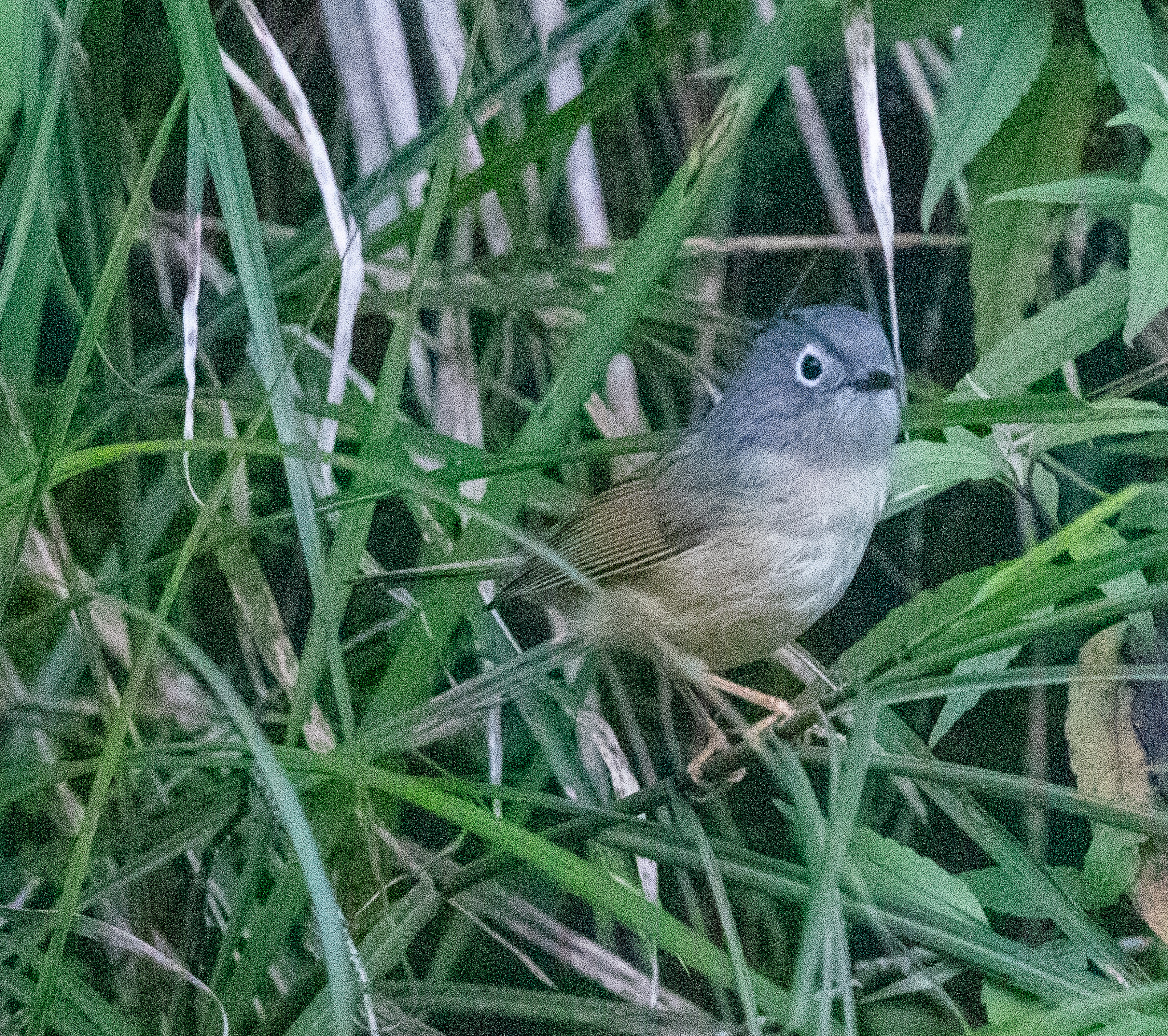 Grey-cheeked Fulvetta