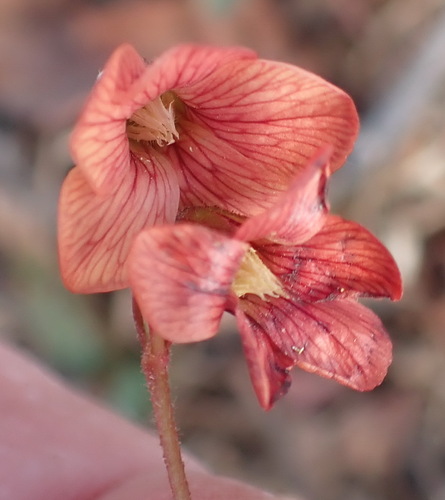 Image of Hermannia depressa by (c) Nicola van Berkel, some rights reserved (CC BY-SA)