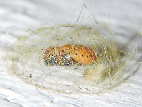 Eudesmia menea