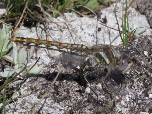 Variegated Meadowhawk photographed in Wyoming