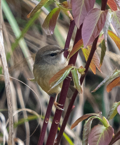 Yellow-bellied Bush Warbler (Horornis acanthizoides), photo 8