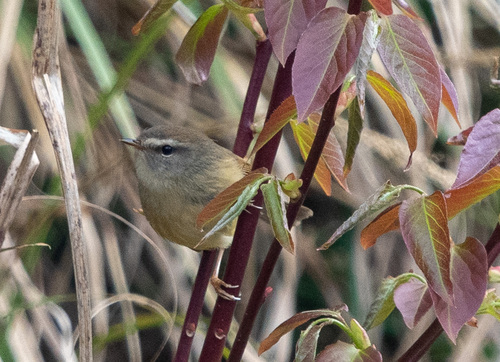 Yellow-bellied Bush Warbler (Horornis acanthizoides), photo 9