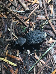 Cychrus tuberculatus