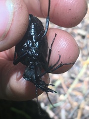 Cychrus tuberculatus