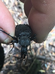 Cychrus tuberculatus