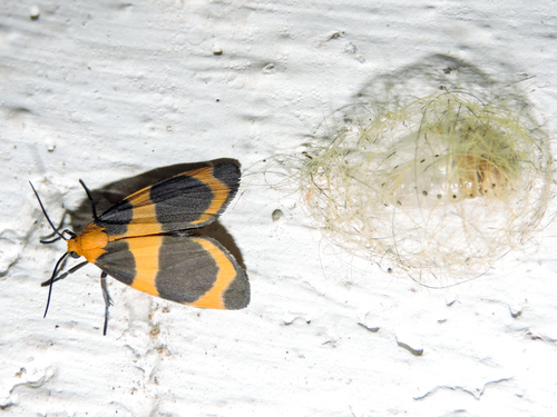 Eudesmia menea