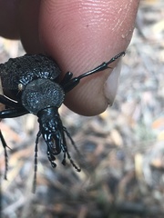 Cychrus tuberculatus