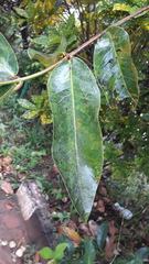 Persicaria chinensis