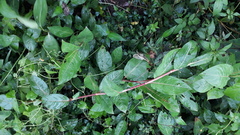 Persicaria chinensis