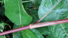Persicaria chinensis