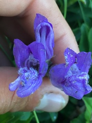 Penstemon cardwellii