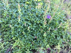 Penstemon cardwellii