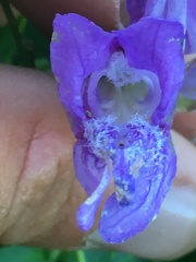 Penstemon cardwellii