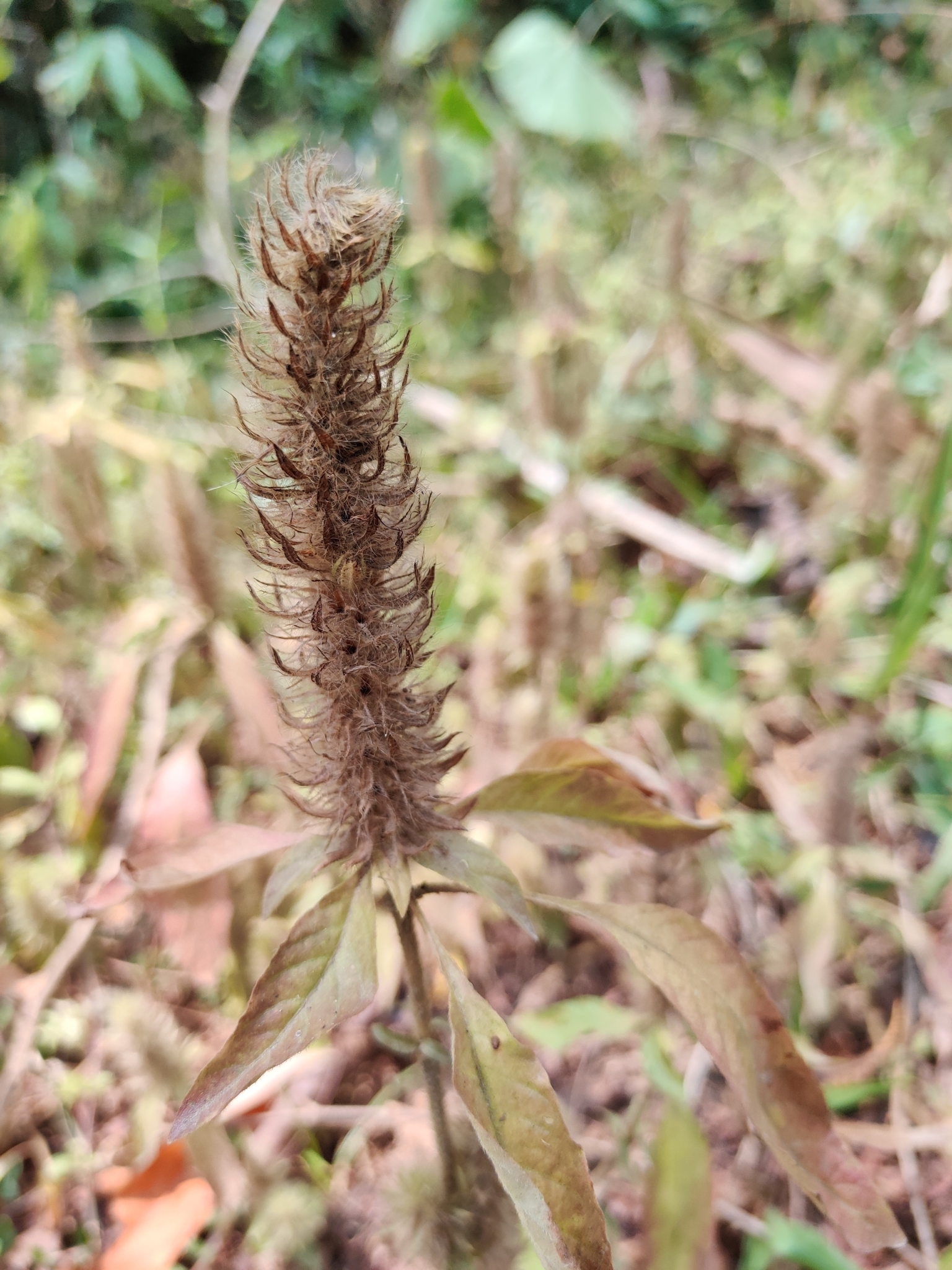 Amaranthus retroflexus (Amaranthus retroflexus)