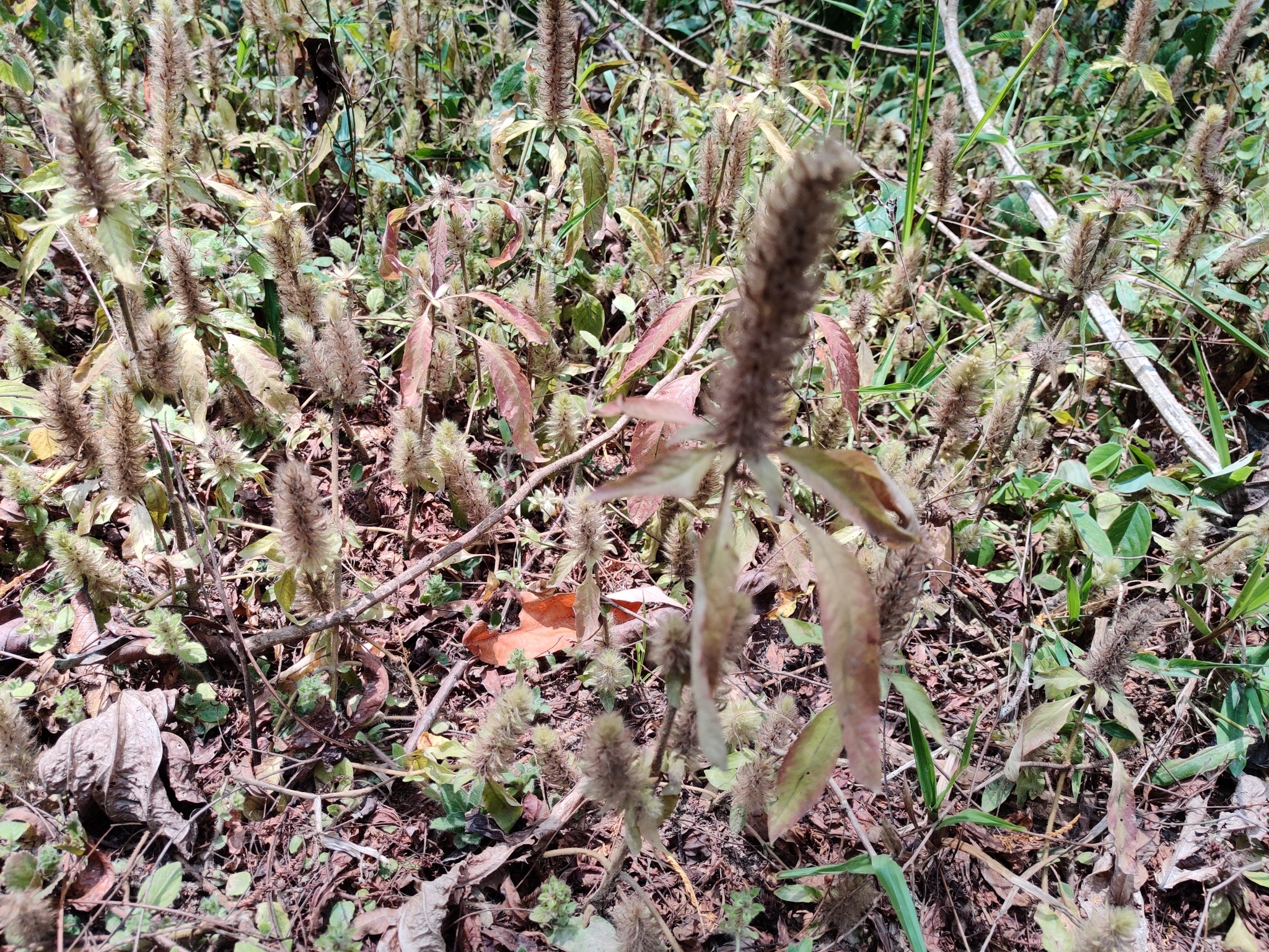 Amaranthus retroflexus — ảnh 2