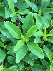 Penstemon cardwellii