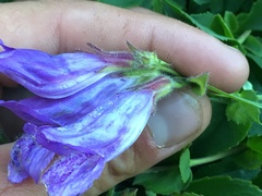 Penstemon cardwellii