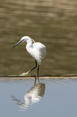 Egretta garzetta