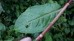 Persicaria chinensis