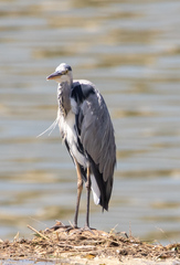 Ardea cinerea