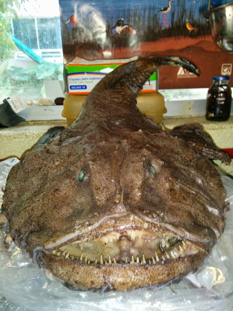 Blackfin goosefish (Lophius gastrophysus) — Lophiidae