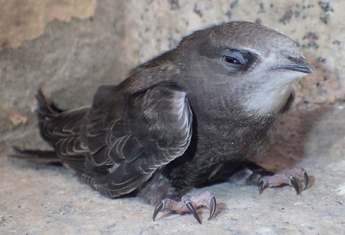 Common Swift, photo 9 of 9