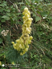 Aconitum anthora