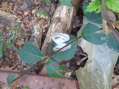 Leucochimona hyphea