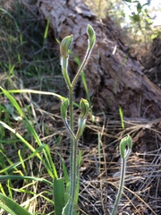 Caladenia discoidea