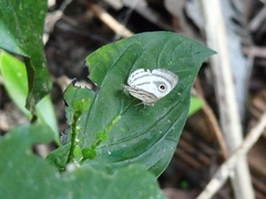 Leucochimona hyphea