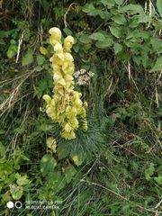 Aconitum anthora
