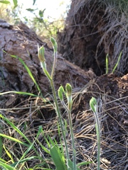 Caladenia discoidea