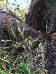 Caladenia discoidea