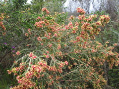 Passerina rubra
