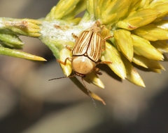 Cryptocephalus spurcus