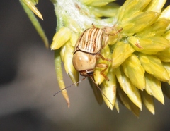 Cryptocephalus spurcus