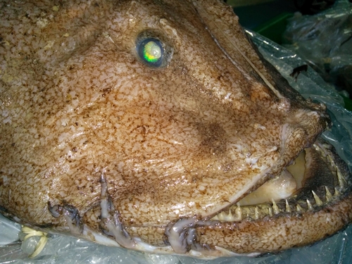Blackfin goosefish (Lophius gastrophysus) — Lophiidae — 4