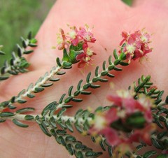 Passerina rubra