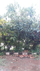 Syzygium syzygioides