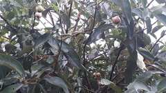 Syzygium syzygioides