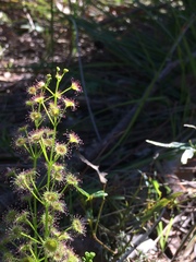 Drosera porrecta
