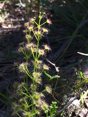 Drosera porrecta