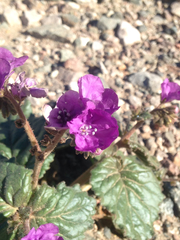 Phacelia calthifolia