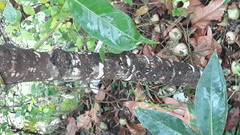 Syzygium syzygioides