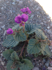Phacelia calthifolia